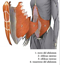 Transverso-Del-Abdomen-Musculos